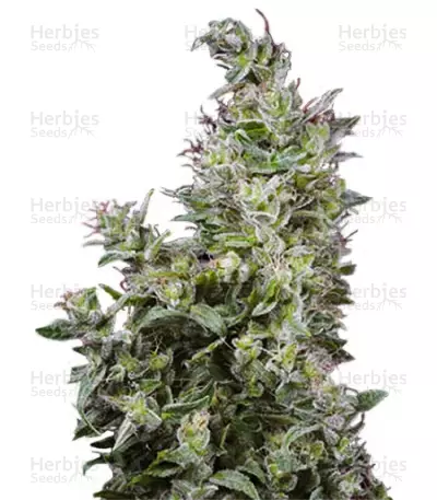 White Magic (Mandala Seeds) Cannabis-Samen