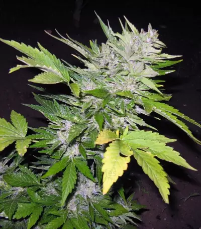 Sugar Gom Auto (Grass-O-Matic) Cannabis-Samen