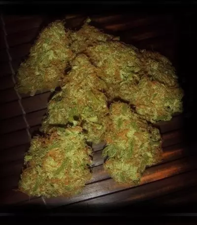 Amnesia VIP (VIP seeds) Cannabis-Samen