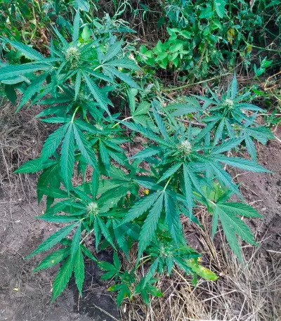 Auto Anubis (Pyramid Seeds) Cannabis-Samen