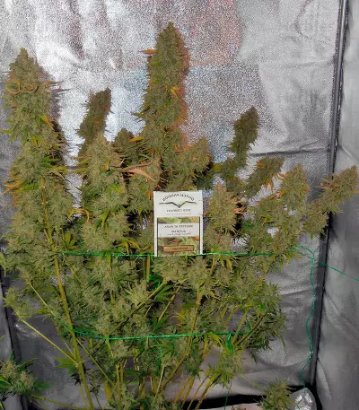 Auto Xtreme (Dutch Passion) Cannabis-Samen