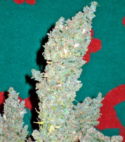 Bubble Gum regular (Serious Seeds) Cannabis-Samen