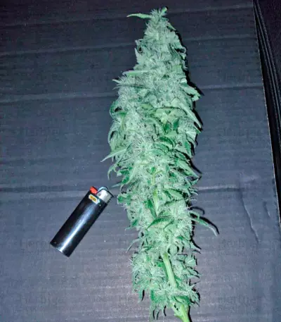 Chronic Haze (World of Seeds) Cannabis-Samen