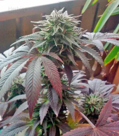 Durga Mata (Paradise Seeds) Cannabis-Samen