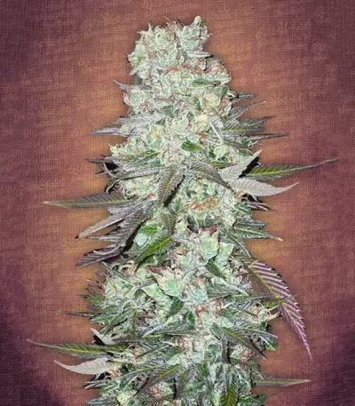 G14 Auto (Fast Buds) Cannabis-Samen