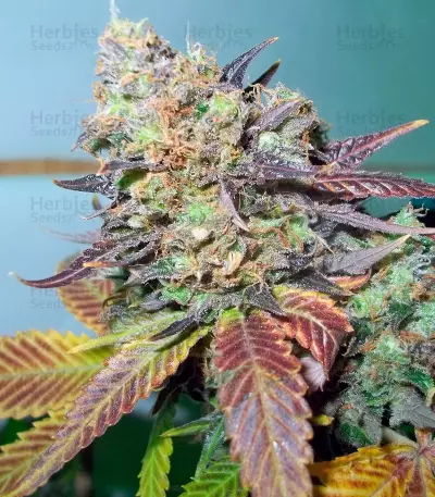 Lucid Bolt (Paradise Seeds) Cannabis-Samen