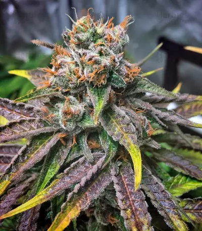 Master Kush (Nirvana Seeds) Cannabis-Samen