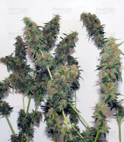 Orange Bud regular (Dutch Passion) Cannabis-Samen
