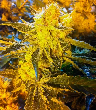 Original Cheese IBL (Paradise Seeds) Cannabis-Samen