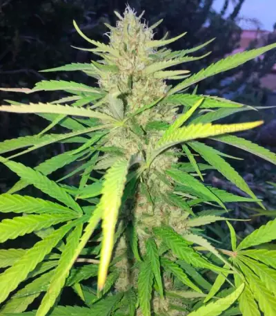Sugar Candy feminisierte Samen (Delicious Seeds)
