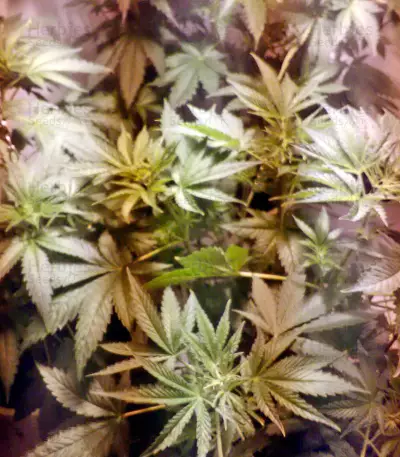 White Widow (Nirvana Seeds) Cannabis-Samen