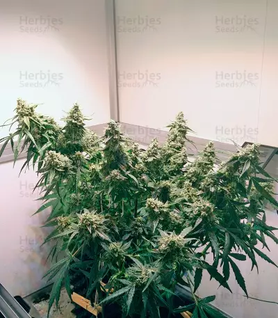 PolarLight #2 Auto (Dutch Passion) Cannabis-Samen
