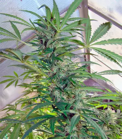 Skunk #11 (Dutch Passion) Cannabis-Samen