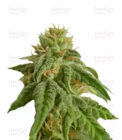 Afrodite Max Auto (Kannabia Seeds) Cannabis-Samen