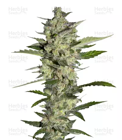 Flowerbomb Kush (Strain Hunters) Cannabis-Samen