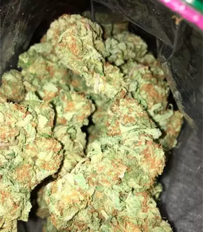 Afghan Cow (Dr. Krippling Seeds) Cannabis-Samen