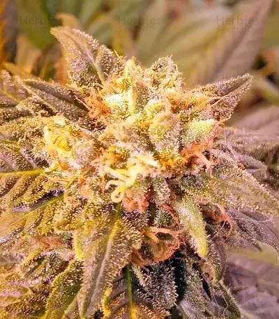 Afghan Kush (World of Seeds) Cannabis-Samen