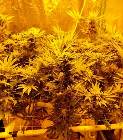 Northern Lights (00 Seeds) Cannabis-Samen