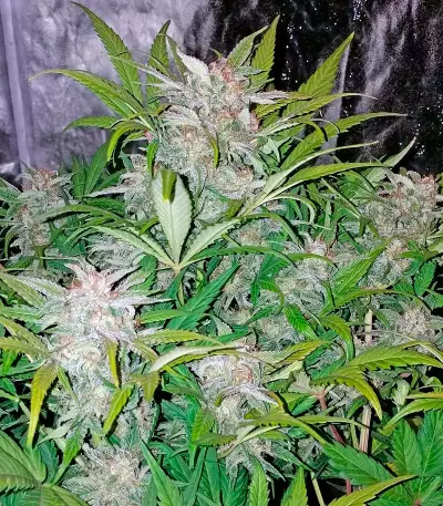 Blue Dream Auto (Humboldt Seeds Organization) Cannabis-Samen