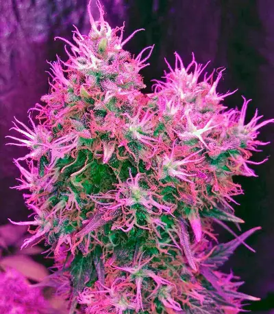Blue Dream strain