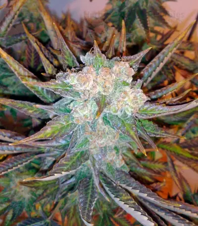 Master Kush (Dutch Passion) Cannabis-Samen