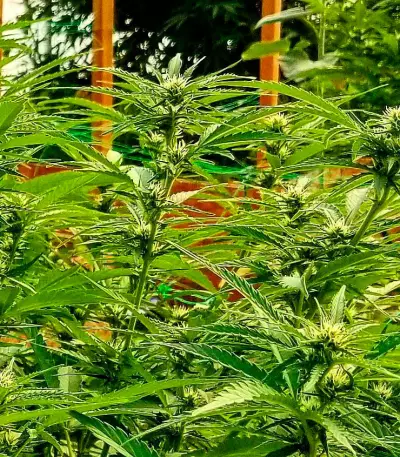 Russian Snow (Vision Seeds) Cannabis-Samen