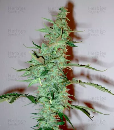 Supersonic Cristal Storm Auto (Samsara Seeds) Cannabis-Samen