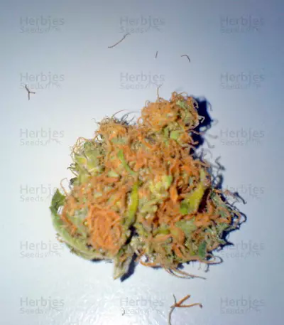 Star 47 (World of Seeds) Cannabis-Samen