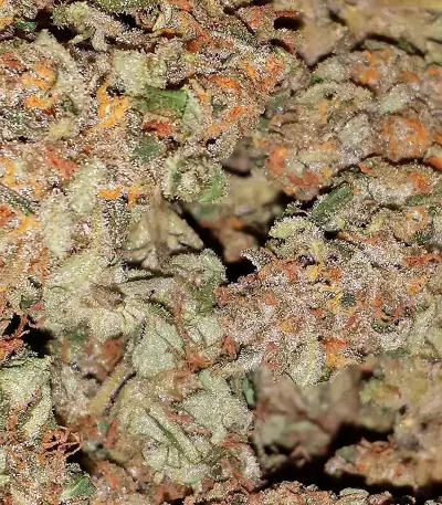 White Widow Auto (Vision Seeds) Cannabis-Samen