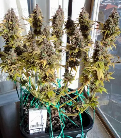 Big Foot (Sweet Seeds) Cannabis-Samen