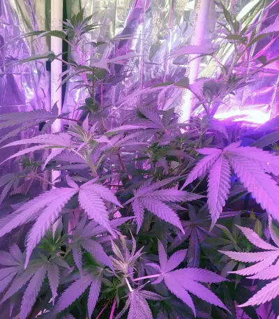 Eleven Roses feminisierte Samen (Delicious Seeds)