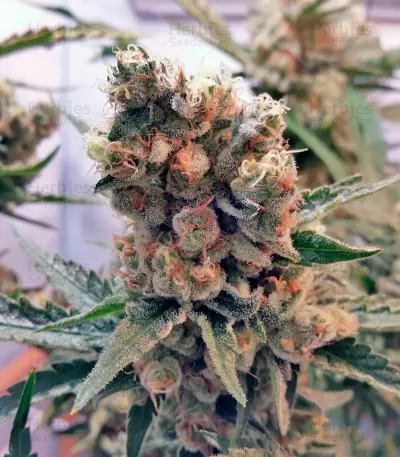 Green Poison (Sweet Seeds) Cannabis-Samen