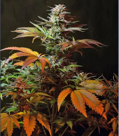 Jack 47 F1 Fast Version (Sweet Seeds) Cannabis-Samen