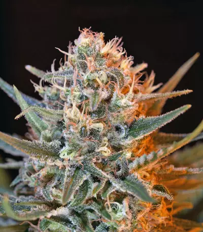 Jack 47 F1 Fast Version (Sweet Seeds) Cannabis-Samen