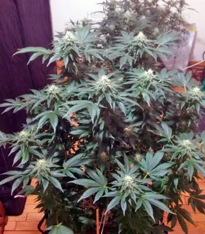 Kaia Kush (GHS) Cannabis-Samen