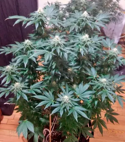 Kaia Kush (GHS) Cannabis-Samen