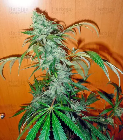 Ketama (World of Seeds) Cannabis-Samen