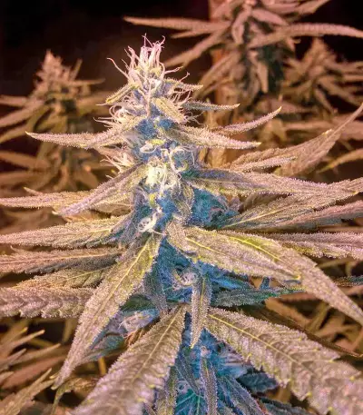 Amherst Sour Diesel (Humboldt Seeds Organization) Cannabis-Samen