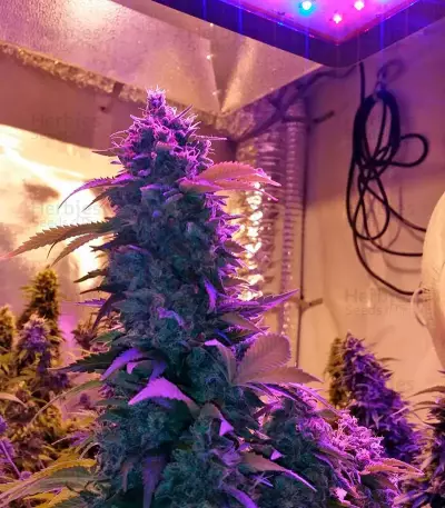 Strawberry Cake (Heavyweight Seeds)