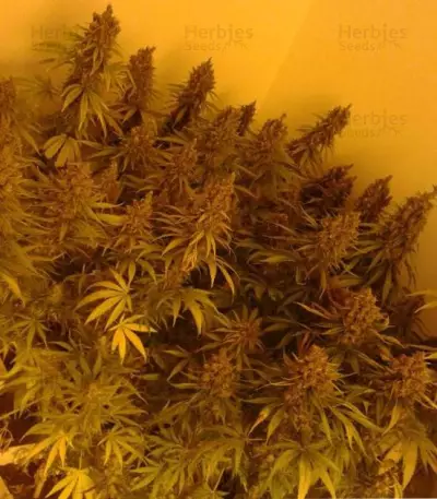Amnesia (Vision Seeds) Cannabis-Samen