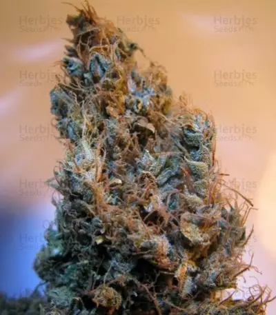 2046 (Medical Seeds) Cannabis-Samen