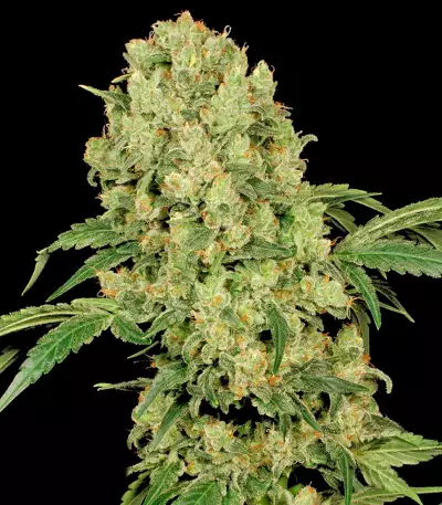 AK-47 (Serious Seeds) Cannabis-Samen