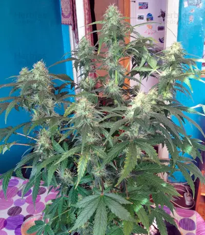 Auto Blue Pyramid strain