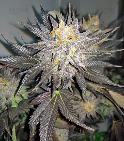 Blue Velvet (Dutch Passion) Cannabis-Samen
