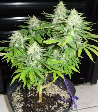 BubbleGummer (Female Seeds) Cannabis-Samen