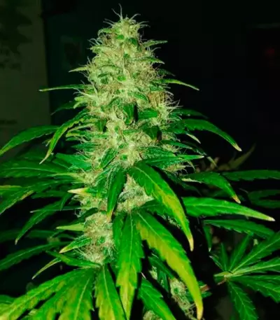 Cotton Candy Kush (Delicious Seeds) Cannabis-Samen