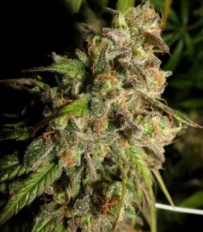 Cannatonic regular (Resin Seeds) Cannabis-Samen