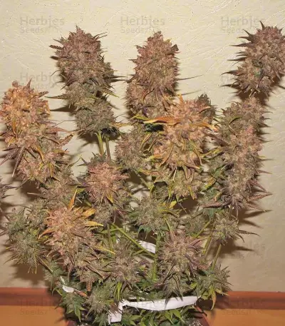 Crystal METH Auto (Fast Buds) Cannabis-Samen