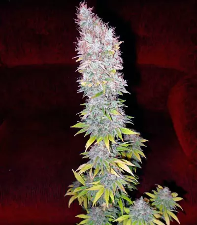 Jorge’s Diamonds #1 (Dutch Passion) Cannabis-Samen