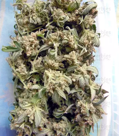 Laughing Buddha feminisierte Samen (Barney’s Farm)